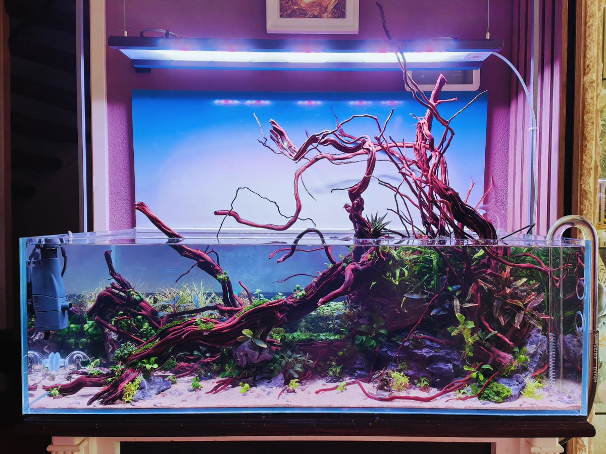 Instagram-innlegg av @aquascapebarendrecht