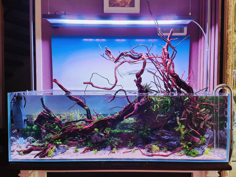 Instagram-innlegg av @aquascapebarendrecht
