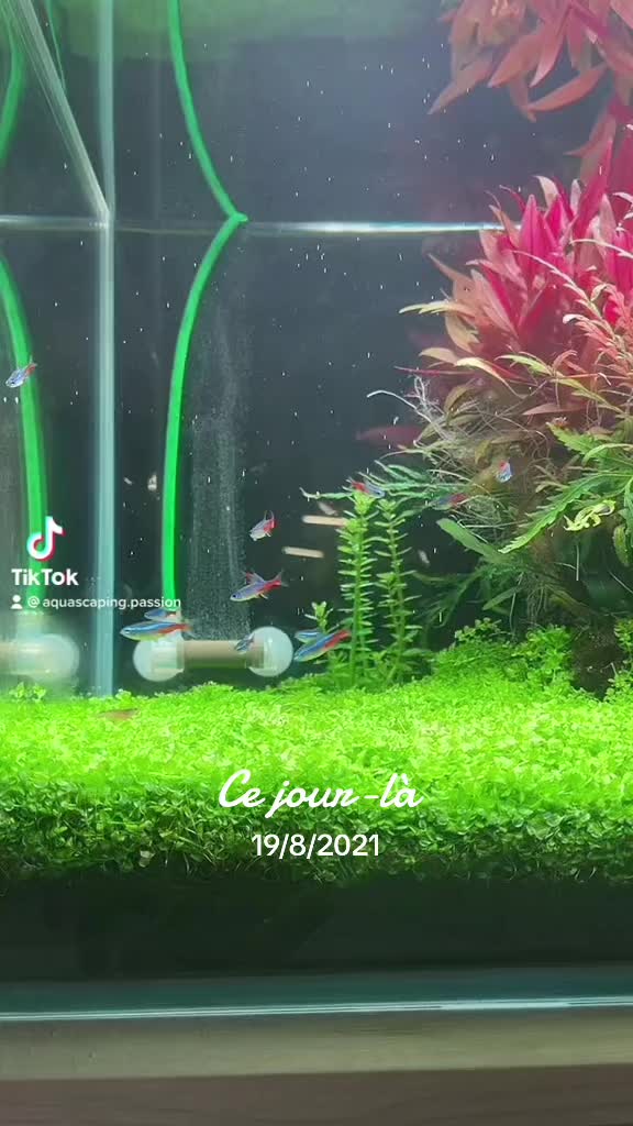 TikTok-video av @aquascaping.passion
