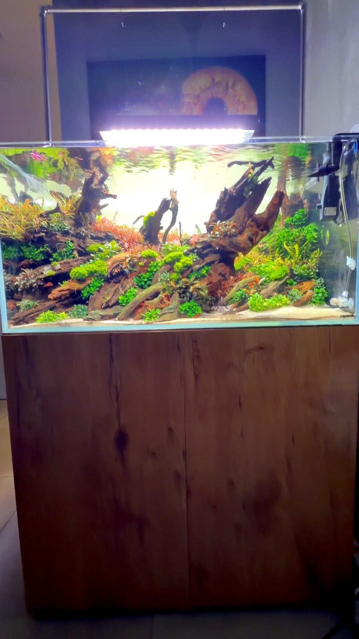 Instagram-innlegg av @aquascaping.passion