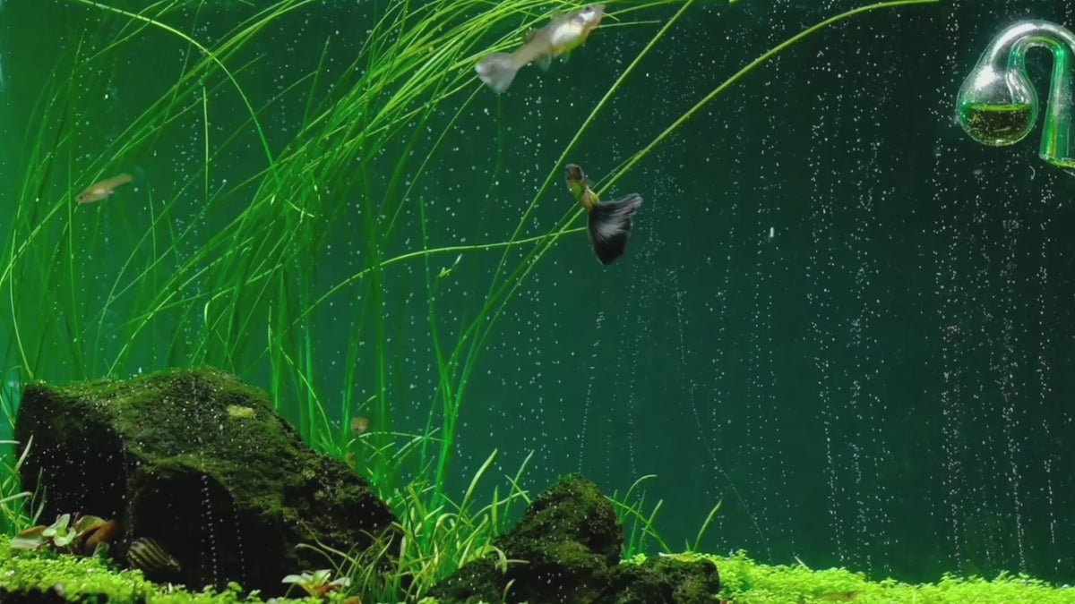 Last inn video: The most advanced CO2 systems for planted aquariums: dual-stage regulators, diffusers and complete kits