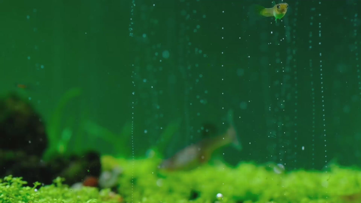 Last inn video: Carpets need CO2: low, dense plants filling in under steady CO2